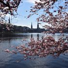 Kirschenblüte an der Alster