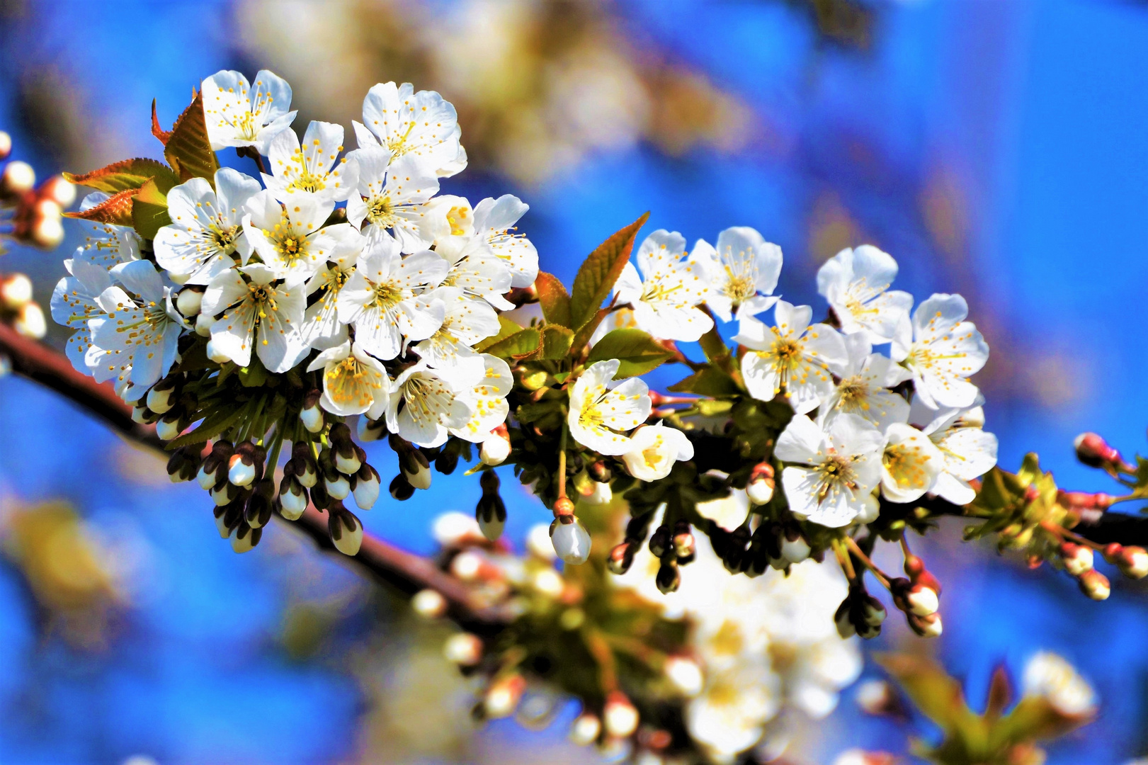 KIRSCHENBLÜTE