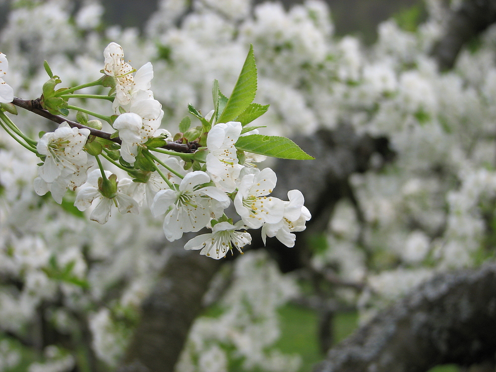 Kirschenblüte