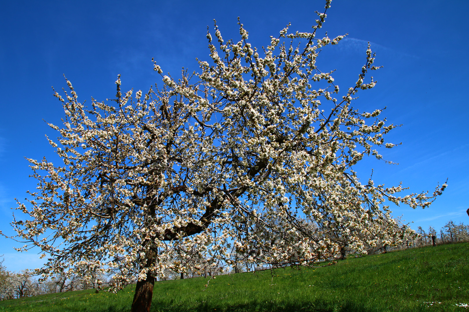 Kirschenblüte im Kirschendorf Großweingarten