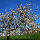 Kirschenblüte im Kirschendorf Großweingarten