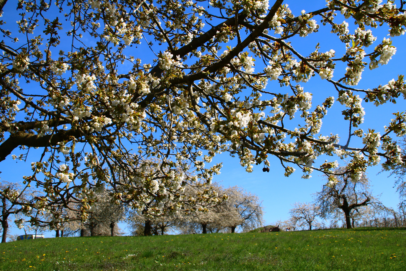 Kirschenblüte im Kirschendorf Großweingarten