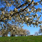 Kirschenblüte im Kirschendorf Großweingarten