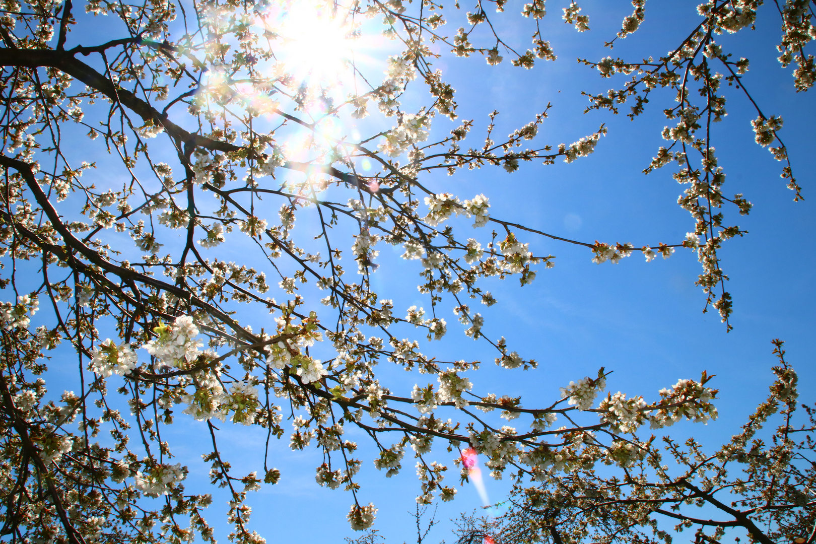 Kirschenblüte im Kirschendorf Großweingarten