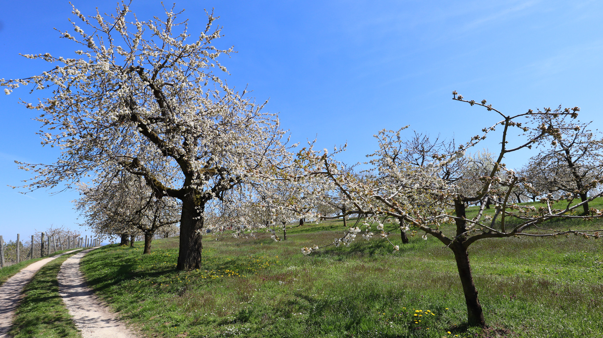 Kirschenblüte in Großweingarten