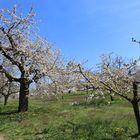 Kirschenblüte in Großweingarten