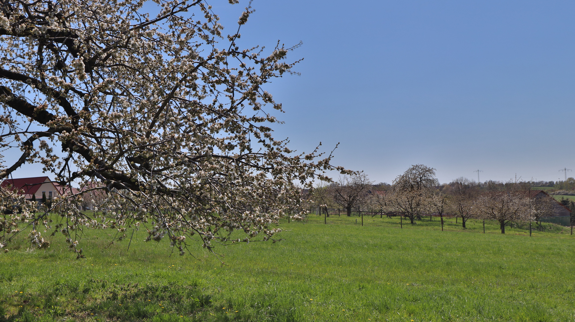 Kirschenblüte in Großweingarten