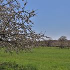 Kirschenblüte in Großweingarten