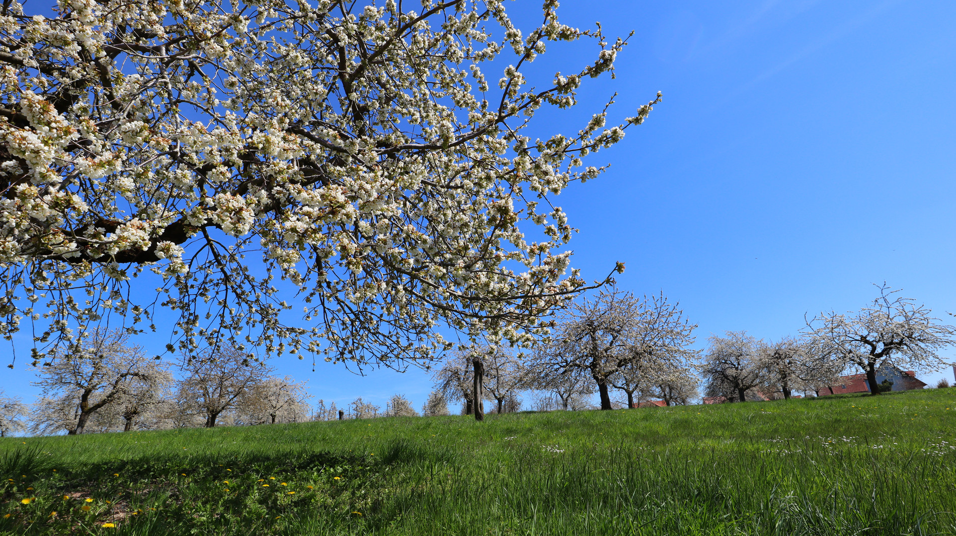 Kirschenblüte in Großweingarten