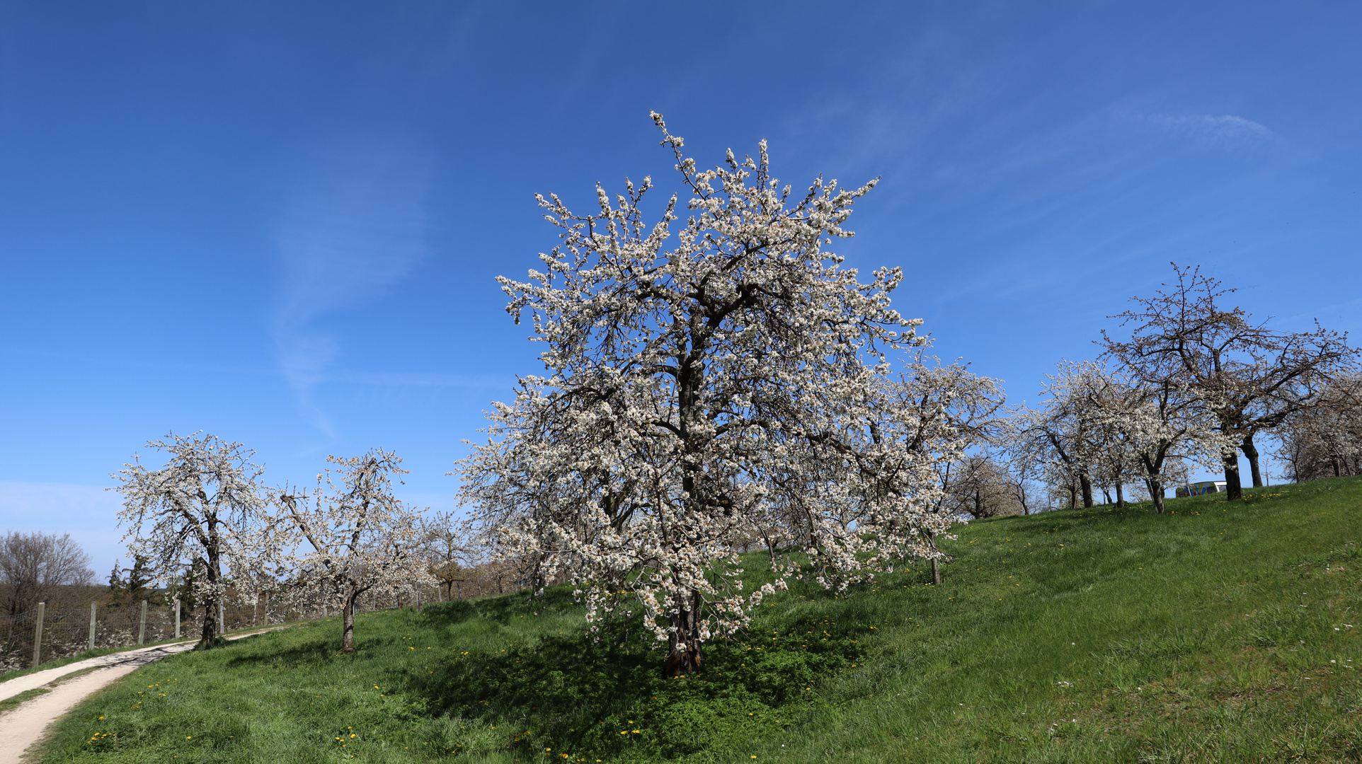 Kirschenblüte in Großweingarten