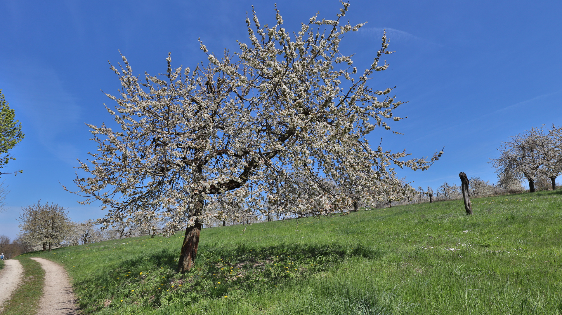 Kirschenblüte in Großweingarten