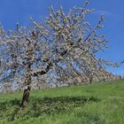 Kirschenblüte in Großweingarten