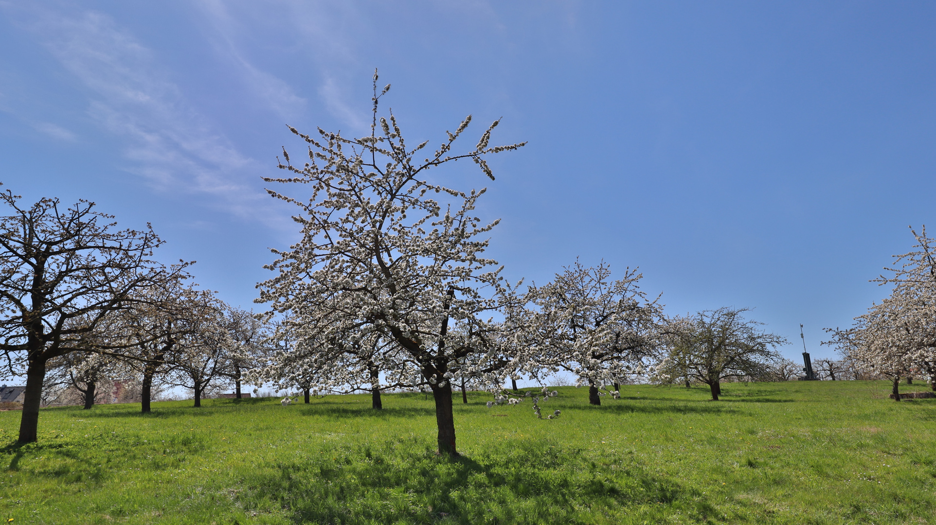 Kirschenblüte in Großweingarten