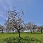 Kirschenblüte in Großweingarten