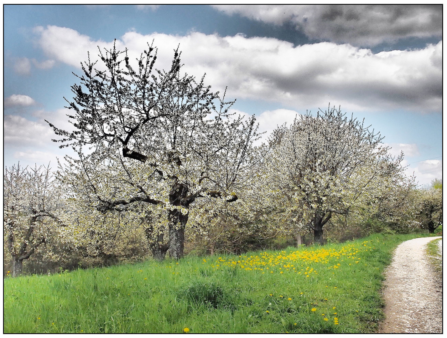 Kirschenblüte in Pretzfeld - April