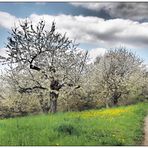 Kirschenblüte in Pretzfeld - April