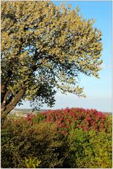 Kirschenblüte und Flieder