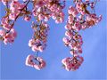 Kirschenblüten von Piroska Baetz