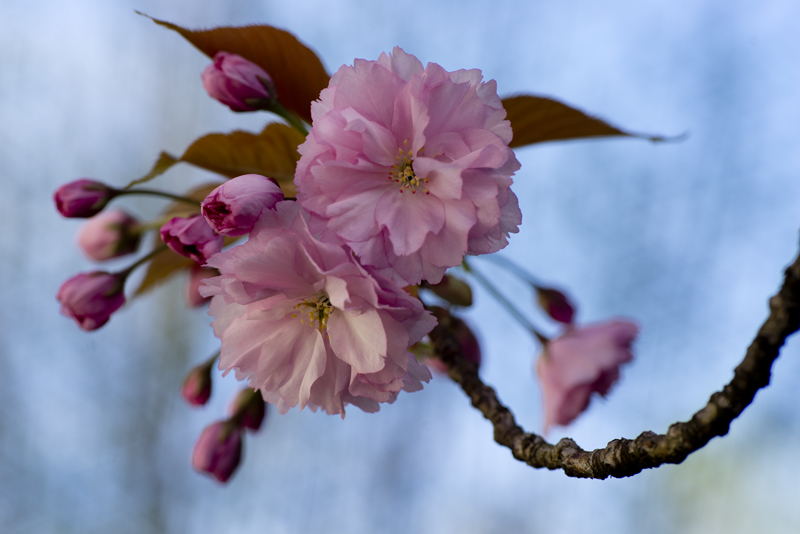 Kirschenblüten