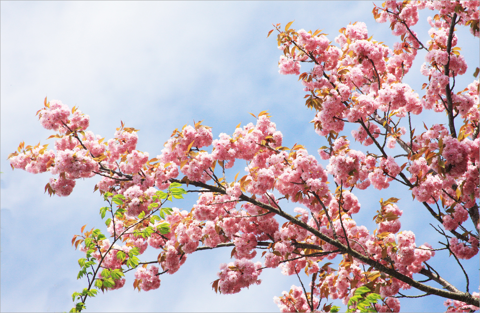  KIrschenblüten