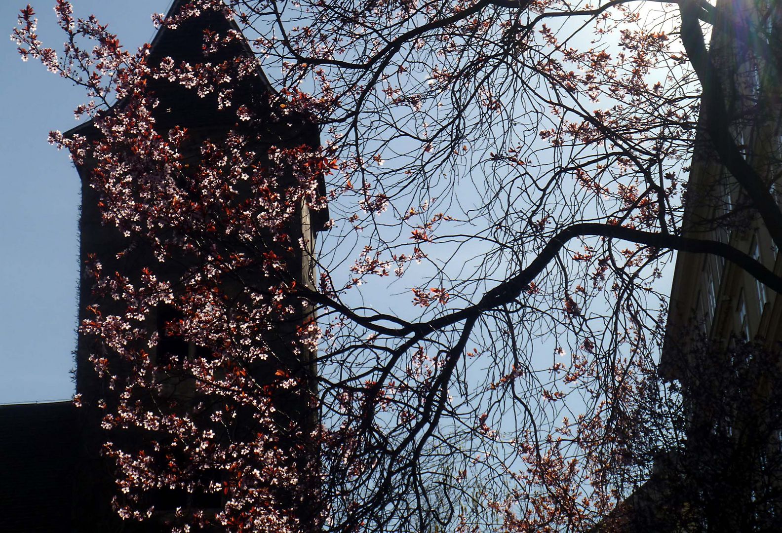 kirschenblüten