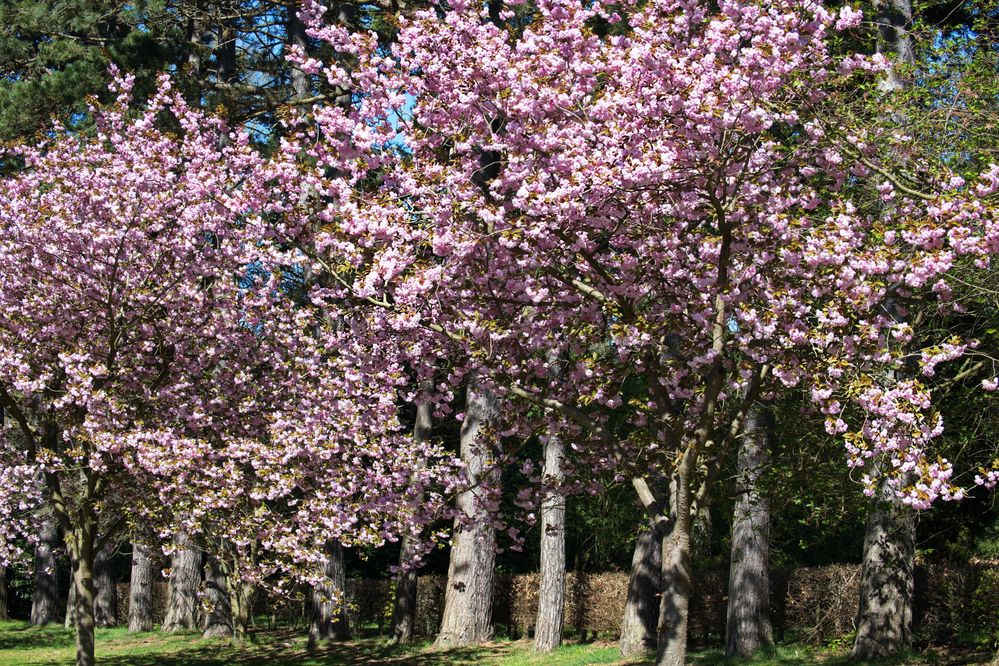 Kirschenblüten...