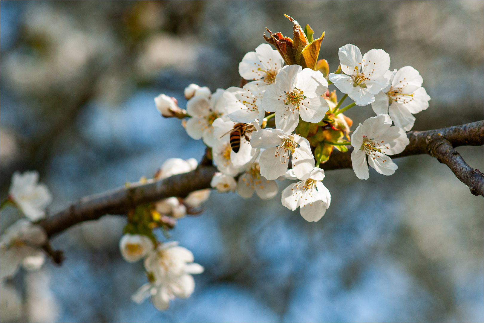 Kirschenblüten