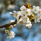 Kirschenblüten