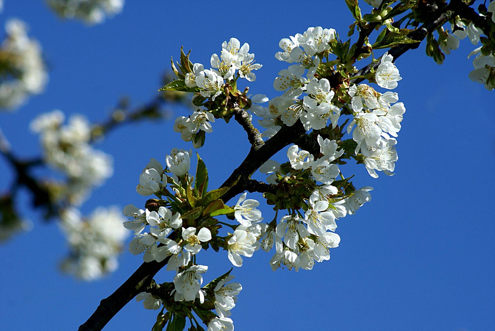 Kirschenblüten