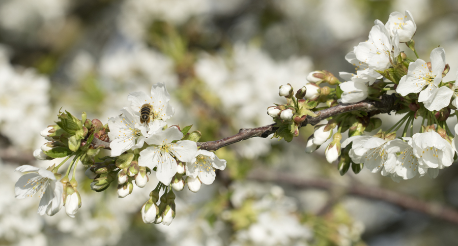 Kirschenblüten mit Biene