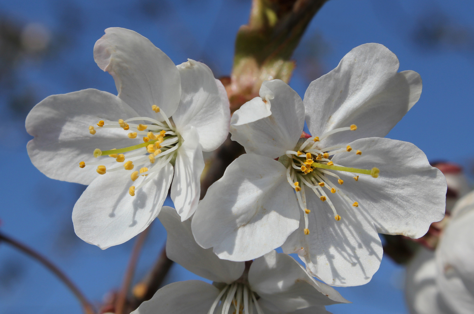 Kirschenblüten, Prunus avium