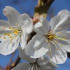 Kirschenblüten, Prunus avium