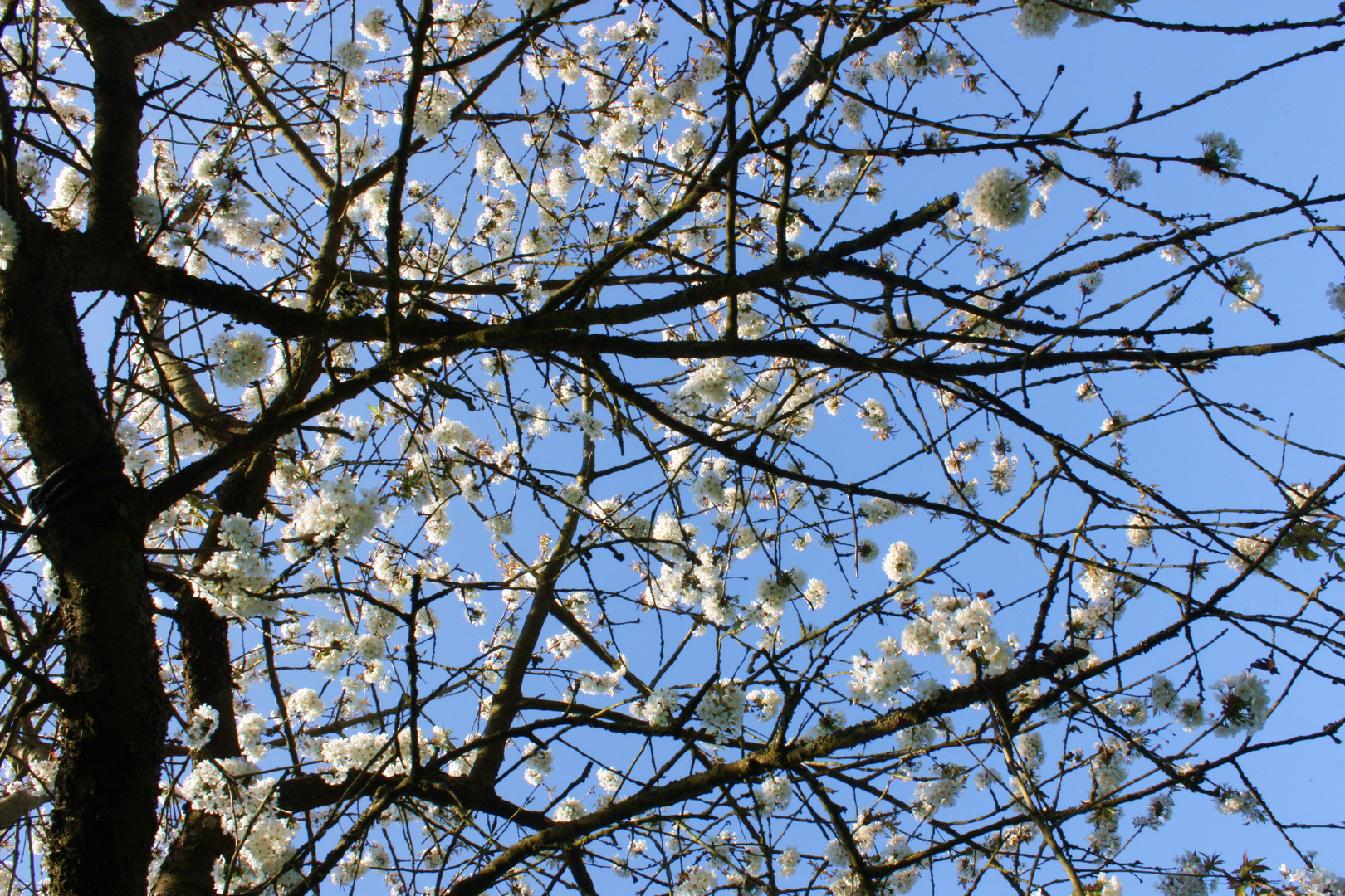 Kirschenblütenhimmel