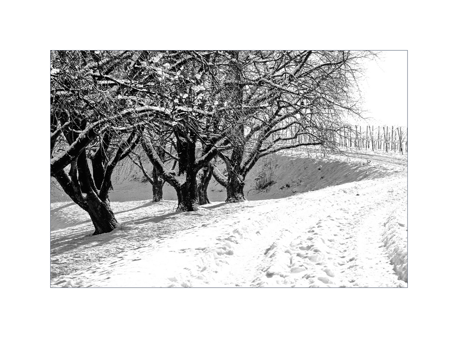 Kirschen.Schnee.Wein