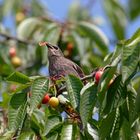 Kirschernte.. oder Jung-Star (Sturnus vulgaris) im Schlaraffenland