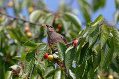 Kirschernte.. oder Jung-Star (Sturnus vulgaris) im Schlaraffenland