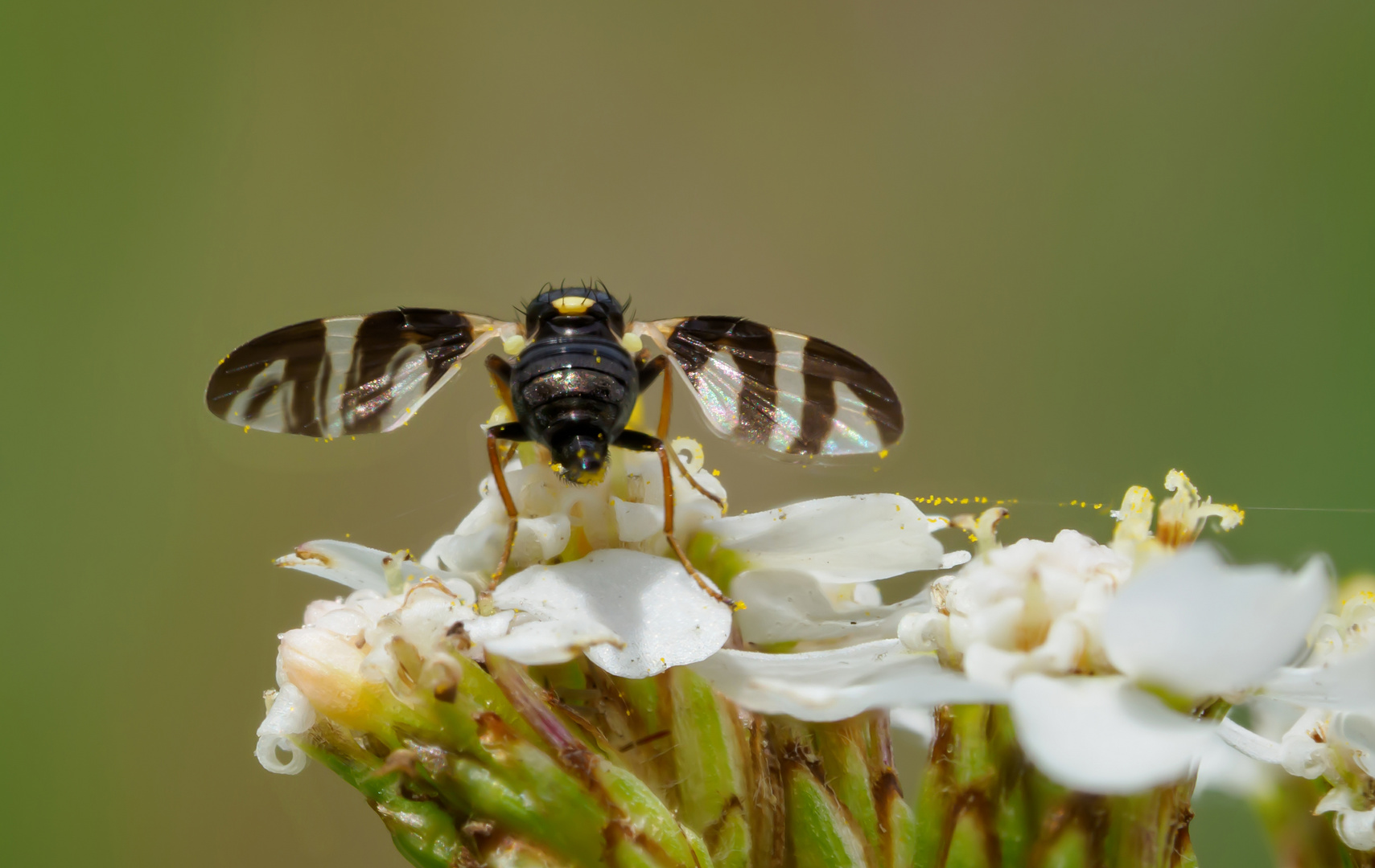 Kirschfruchtfliege