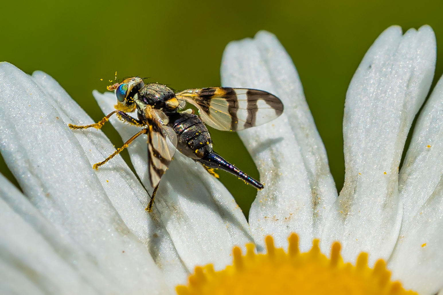 Kirschfruchtfliege