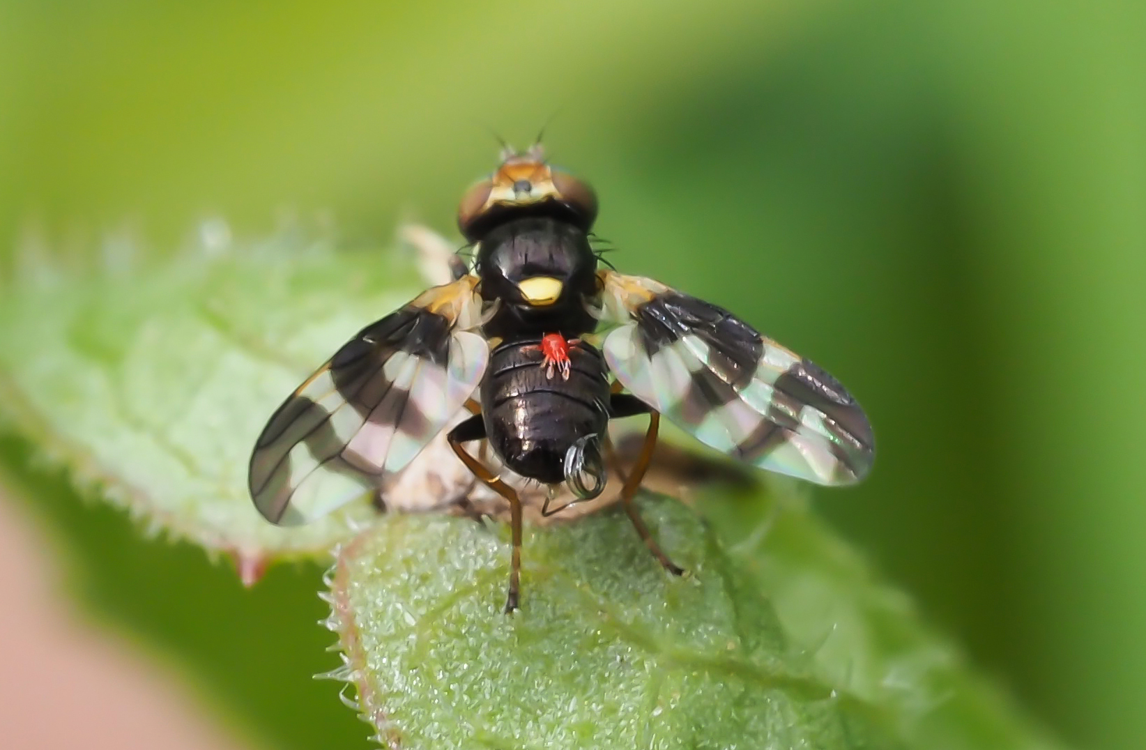 Kirschfruchtfliege (Rhagoletis cerasi)