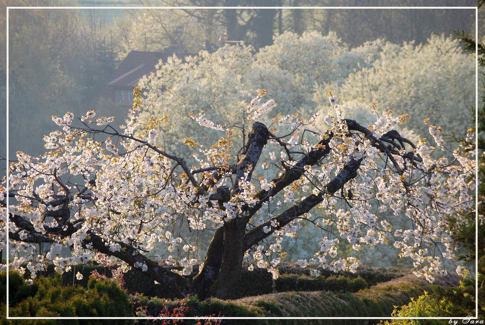 Kirschfrühling