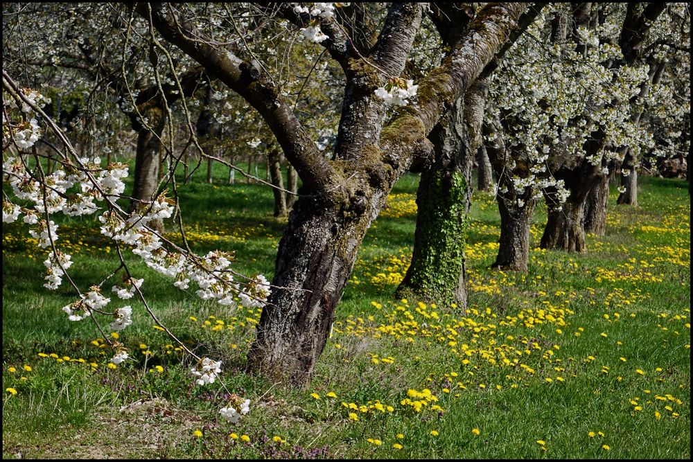 Kirschgarten