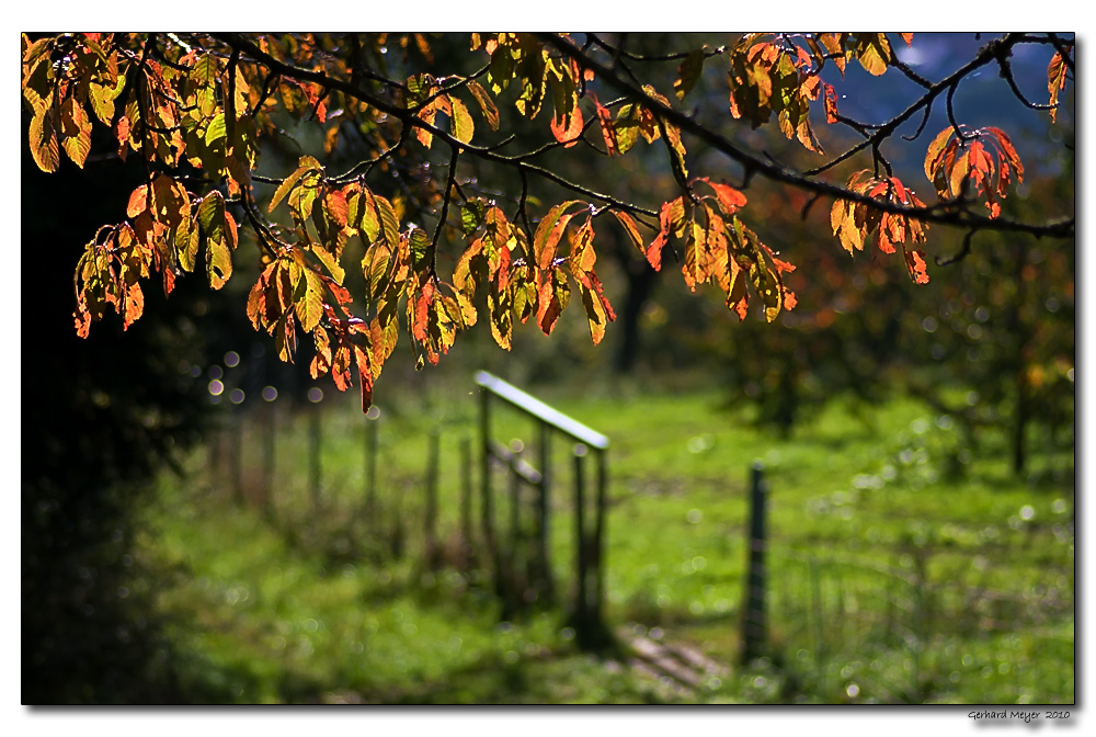 [ Kirschgarten@Herbst ]