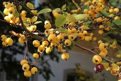 Kirschgroße Äpfel hängen massenweise an diesem Baum