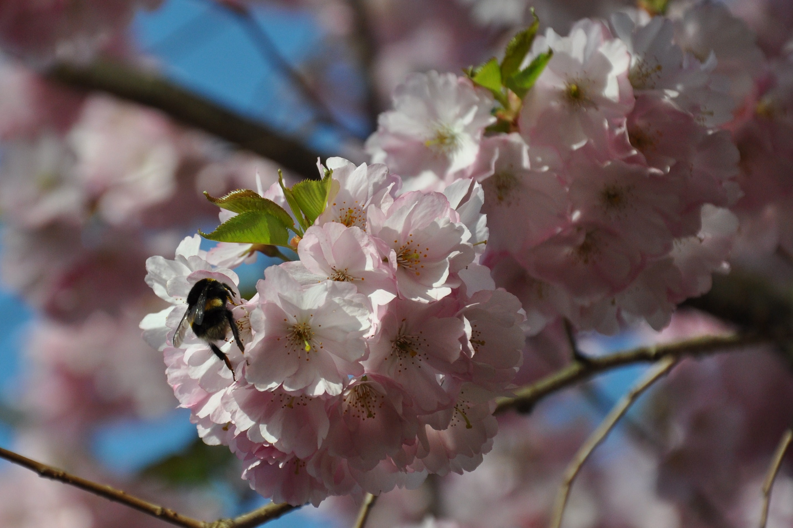 Kirschhummel