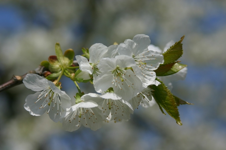 Kirschige Blüte