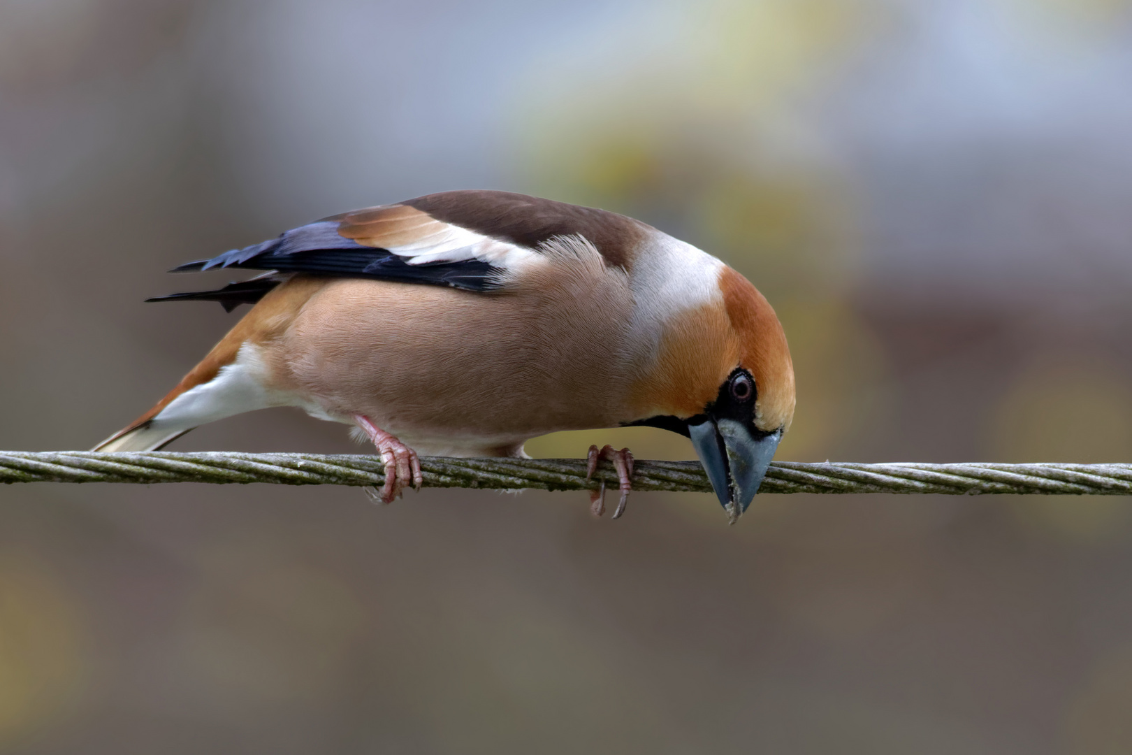 Kirschkernbeißer (Coccothraustes coccothraustes)  auf Draht....