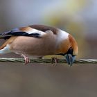 Kirschkernbeißer (Coccothraustes coccothraustes)  auf Draht....