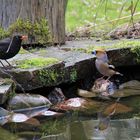 Kirschkernbeisser und Amsel