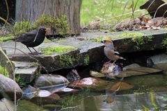 Kirschkernbeisser und Amsel