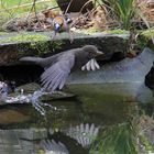 Kirschkernbeisser verjagt Amsel